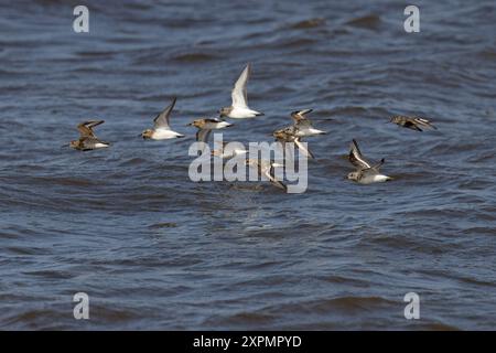 Sanderling (Calidris alba) und Dunlin (Calidris alpina) strömen im Juli 2024 über dem Meer Norfolk Stockfoto