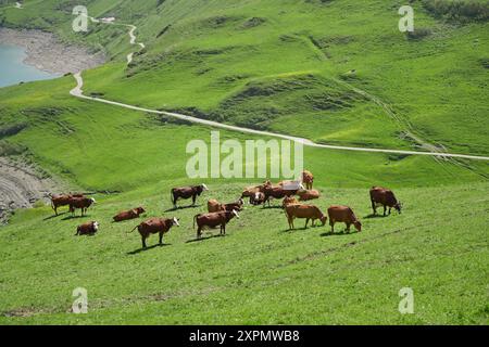 Idyllische Alpenlandschaft, Kühe weiden, in den französischen Alpen Stockfoto