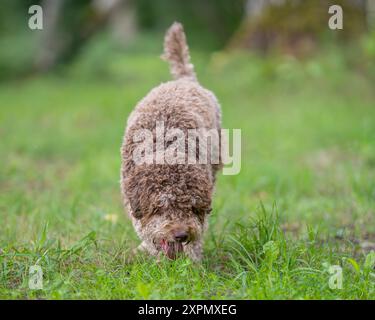 Lagotto Romagnolo Trüffelhund. Porträt eines braunen Lagotto Romagnolo (italienischer Wasserhund) im Freien. Stockfoto
