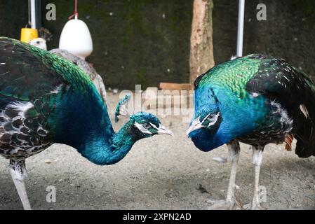 Sehr schöner Pfau im Ragunan Zoo, jakarta Stockfoto