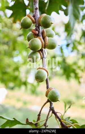 Eicheln von Quercus palustris auch Pin Sumpf oder Spanische Eiche genannt, Baum in Roteiche Abschnitt Quercus Lobata der Gattung Quercus. Nadeleiche wird in Parks Due verwendet Stockfoto