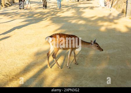 Itsukushima (alias Miyajima), Hatsukaichi, Hiroshima, Japan. Stockfoto