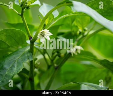 Hintergrund der grünen Chili-Pfeffer-Pflanze. Weiße Blüte aus heißem Pfeffer zur Bestäubung und Entwicklung einer pikanten Schote, selektiver Fokus. Stockfoto