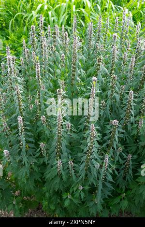 Mutterkraut Leonurus cardiaca 'Grobbebol' Kräuterpflanze Stockfoto