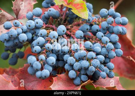 Blue Beries Mahonia aquifolium Oregon Grape Mahonia Beeren Stockfoto