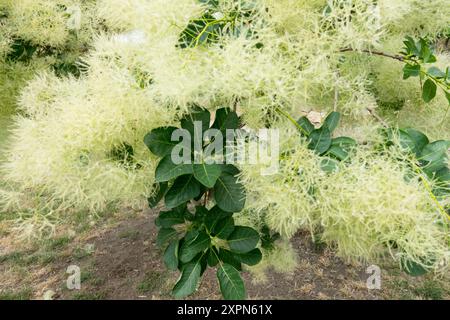 Europäische Smoketree Cotinus coggygria 'Young Lady' weiße Blüten Stockfoto