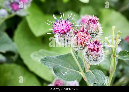 Arctium tomentosum, allgemein bekannt als Wolle- oder Flaumklette-Art der Klette aus der Familie der Asteraceae. Stockfoto