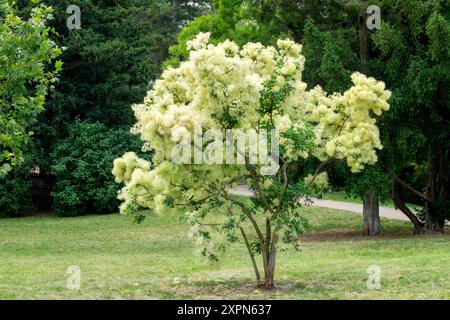 Europäischer Räucherbaum Cotinus coggygria „Junge Dame“ Cotinus Baum blühender Sumakbaum Stockfoto