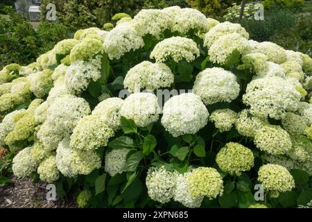 Weiße glatte Hortensie arborescens im Garten Stockfoto