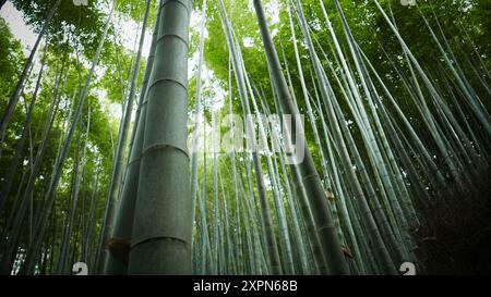 Der Arashiyama Bambushain: Eine der beliebtesten Sehenswürdigkeiten von Kyoto (Japan) Stockfoto