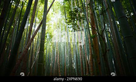 Der Arashiyama Bambushain: Eine der beliebtesten Sehenswürdigkeiten von Kyoto (Japan) Stockfoto