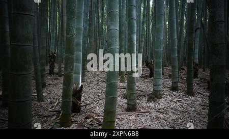 Der Arashiyama Bambushain: Eine der beliebtesten Sehenswürdigkeiten von Kyoto (Japan) Stockfoto