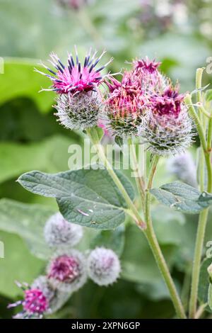 Arctium tomentosum, allgemein bekannt als Wolle- oder Flaumklette-Art der Klette aus der Familie der Asteraceae. Stockfoto