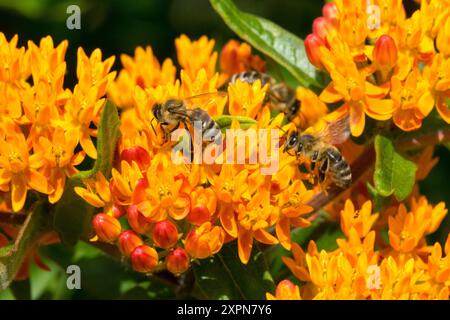 Bienen auf Asclepias tuberosa Blume Europäische Honigbiene APIs mellifera Honigbiene auf Milkweed Orange Pleuriy Root Indian Paintbrush Stockfoto