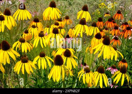 Gelber Ozark Coneflower, Echinacea paradoxa Blüten Stockfoto