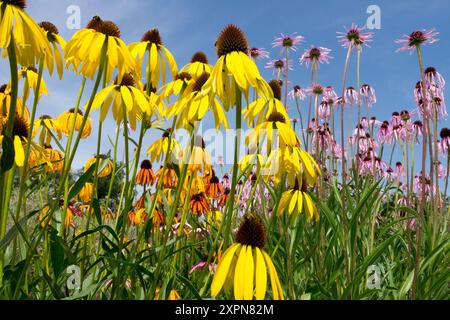 Gelber Ozark Coneflower, Echinacea paradoxa hardy Coneflower Stockfoto