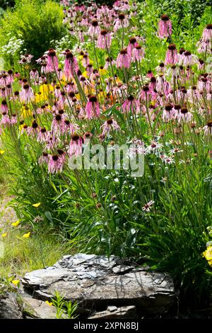 Hardy, blassviolette Koneflower Echinacea pallida, wächst auf der Wiese, mit Stein Stockfoto