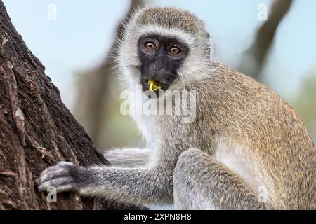 Rotmeeraffen, Blätter essen, Manyara-Nationalpark, Tansania Stockfoto