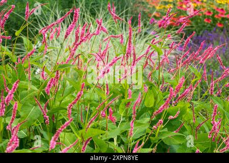 Bistorta amplexicaulis "Janet" Persicaria Stockfoto