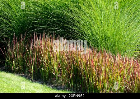 Ein üppiger Garten mit hohen grünen Gräsern mit rötlichen Spitzen und einem gepflegten Rasenmädchengras, japanischem Blutgras, Imperata zylindrica Stockfoto