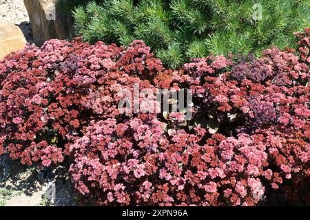 Leuchtende Gruppen roter und rosa Sedum-Pflanzen in einem Gartenbeet mit grünem Laub im Hintergrund, fotografiert an einem sonnigen Tag Stockfoto