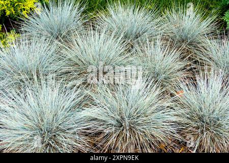 Festuca glauca 'Blauglut' Schafsfeige Blaues Festuca auch als Festuca 'Blue Glow' verkauft Stockfoto