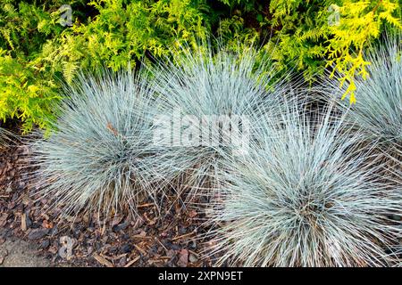 Festuca glauca Blauglut Schaf's festcue Blauer Schaf, Chamaecyparis pisifera „Gold Spangle“ Stockfoto