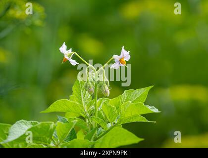 Blühende Kartoffelpflanze Hintergrund. Lila, weiß blühende Kartoffelblume auf dem Bauernhof. Schließen Sie organische Gemüseblüten. Stockfoto