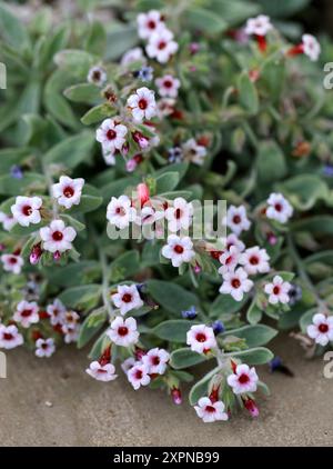 Alkanna oreodoxa, Boraginaceae, Türkei, Westasien. Das heimische Verbreitungsgebiet dieser Art ist SW. Türkei (Antalya). Stockfoto