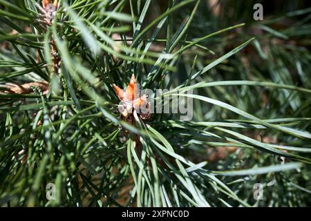 Pinus sylvestris Scotch Pine Europäische Rotkiefer Schotten Pine oder Baltische Kiefer Nahaufnahme Makro selektiven Fokus Zweig mit Zapfen Blüten und Pollen über out Stockfoto
