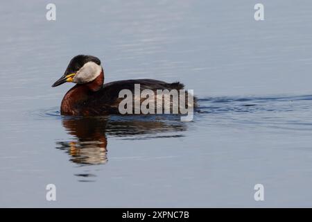 Rothalstaucher, Podiceps grisegena, Rothals-Grebe Stockfoto