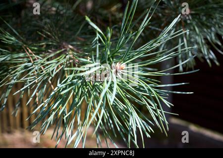 Pinus sylvestris Scotch Pine Europäische Rotkiefer Schotten Pine oder Baltische Kiefer Nahaufnahme Makro selektiven Fokus Zweig mit Zapfen Blüten und Pollen über out Stockfoto
