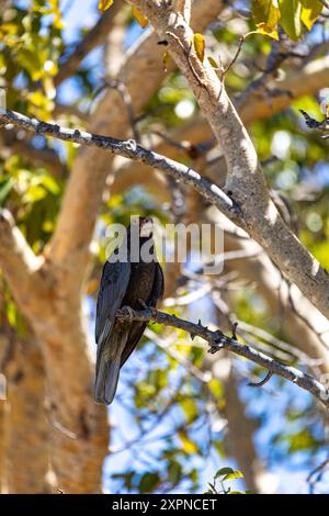 Großer vasa-Papagei (Coracopsis vasa) endemischer Vogel hoch oben auf einem Ast, Naturschutzgebiet Tsimanampetsotsa, Wildtier Madagaskar Stockfoto