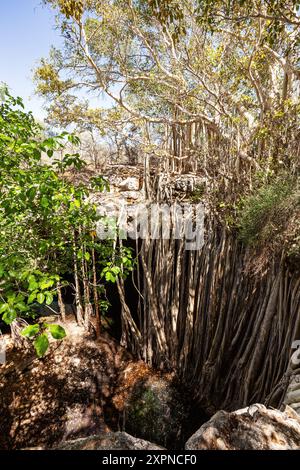 Riesige banyan-Feige am Sinkhole, deren Wurzeln wachsen und einen kleinen Wald und eine atemberaubende natürliche Landschaft bilden. Tsimanampetsotsa-Nationalpark. Mada Stockfoto