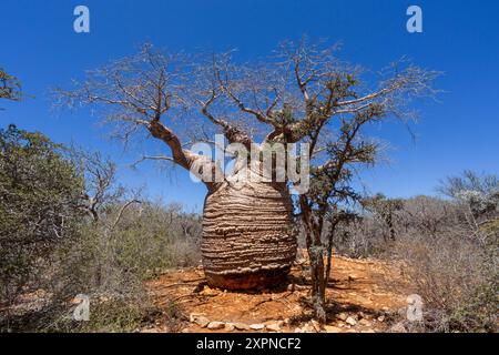 Majestätische Großmutter Fony Baobab (Adansonia rubrostipa), der älteste Teil des Baumes, der schätzungsweise 1.600 Jahre alt ist. Tsimanampetsotsa-Nationalpark. Madaga Stockfoto