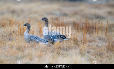 Ein Paar rosafarbener Gänse (Anser brachyrhynchus) aus Vididalur, Nord-Island, Ende Mai. Stockfoto