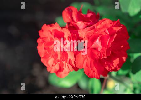 Rote Blume mit grünem Stiel. Leuchtende rote Rose blüht in einem üppigen Garten und präsentiert ihre zarten Blütenblätter und satten Farben vor grünem Laub Stockfoto