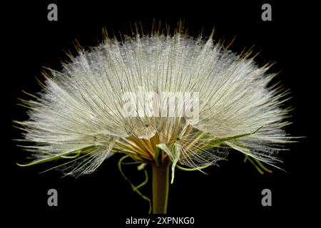 Löwenzahn offener Samenkopf auf Schwarz Stockfoto