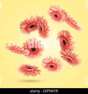 Rosafarbene Gerbera-Blüten in der Luft auf hellgelbem Hintergrund Stockfoto