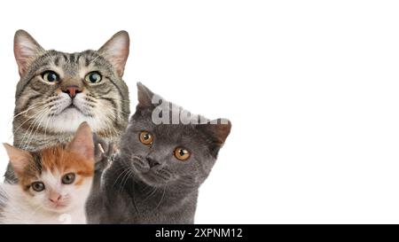 Niedliche Katzen auf weißem Hintergrund, Bannerdesign mit Platz für Text. Schöne Haustiere Stockfoto