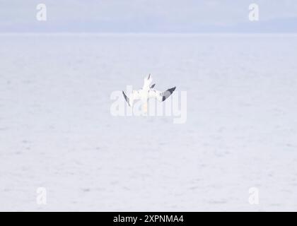 Nördliche Tölpel, Stenness, Shetland Stockfoto