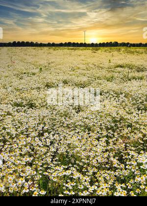 Feld mit einer Vielzahl von Kamillenblüten vor einem wunderschönen Sonnenuntergang. Deutschland, Schwalmtal Stockfoto