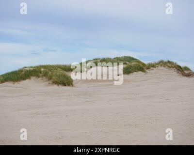 Rabjerg Mile - wandernde Küstendüne in der Nähe von Skagen, Dänemark. Gras wächst auf Sanddünen - Ammophila Arenaria. Stockfoto