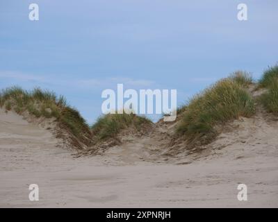 Rabjerg Mile - wandernde Küstendüne in der Nähe von Skagen, Dänemark. Gras wächst auf Sanddünen - Ammophila Arenaria. Stockfoto