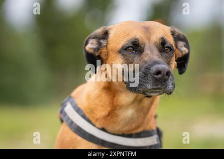 Nahaufnahme Porträt eines Mischhundes auf grünem Gras im Park. Porträt des Mischhundes (Mongrel). Stockfoto