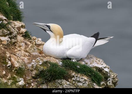 Northern Gannet, Morus bassanus, Erwachsener ruht auf einer Klippe RSPB Bempton Cliffs Juni Stockfoto