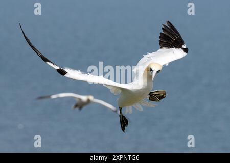 Northern Gannet, Morus bassanus Erwachsener Vogel im Flug RSPB Bempton Cliffs, Yorkshire May Stockfoto