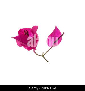 Bougainvillea Blume isoliert auf weißem Hintergrund. Wunderschöne rosafarbene tropische Blumen. Stockfoto