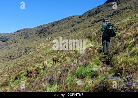 Ein Wanderer, der an einer kleinen Herde Rotwild auf dem Weg vom Loch Coruisk nach Glen Sligachan in den Cuillin Mountains, Isle of Skye, Schottland, Großbritannien, vorbeigeht. Stockfoto