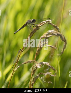Libelle auf Sommergräsern Stockfoto